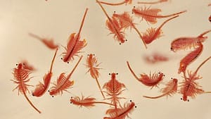 How to Hatch Artemia Eggs
