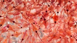 Artemia Sebagai Makanan Ikan yang Murah & Mudah