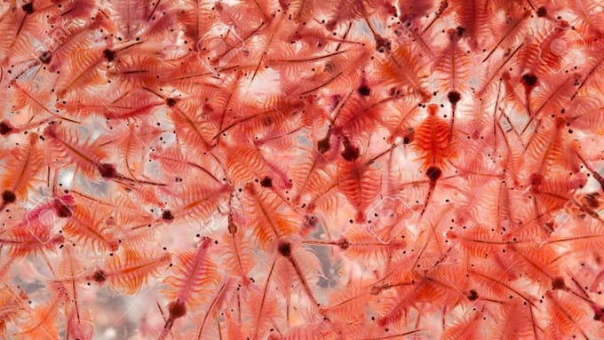 Artemia Sebagai Makanan Ikan yang Murah & Mudah