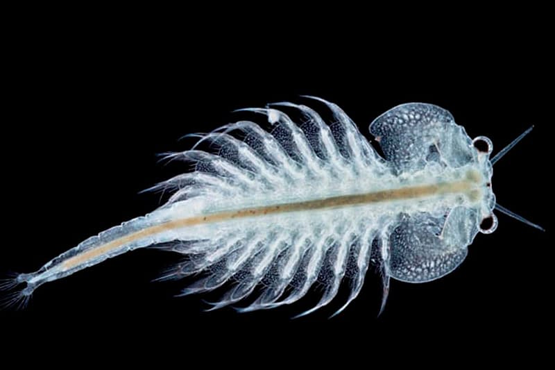 Brine Shrimp Artemia Salina